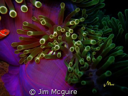 Just played with the light on this anemone and the little... by Jim Mcguire 